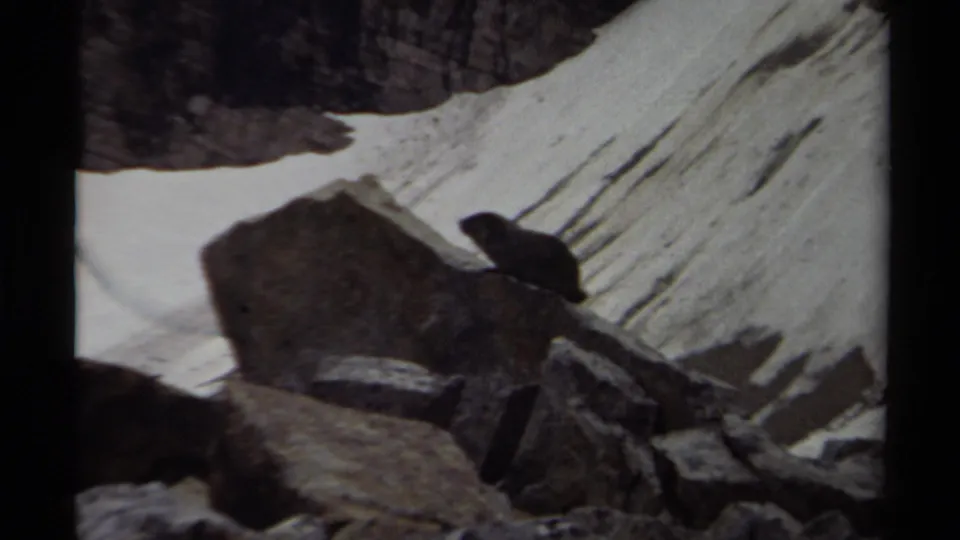 The animal remains among boulders on a snowy British Columbia mountain slope, captured in soft 8mm home-movie texture.
