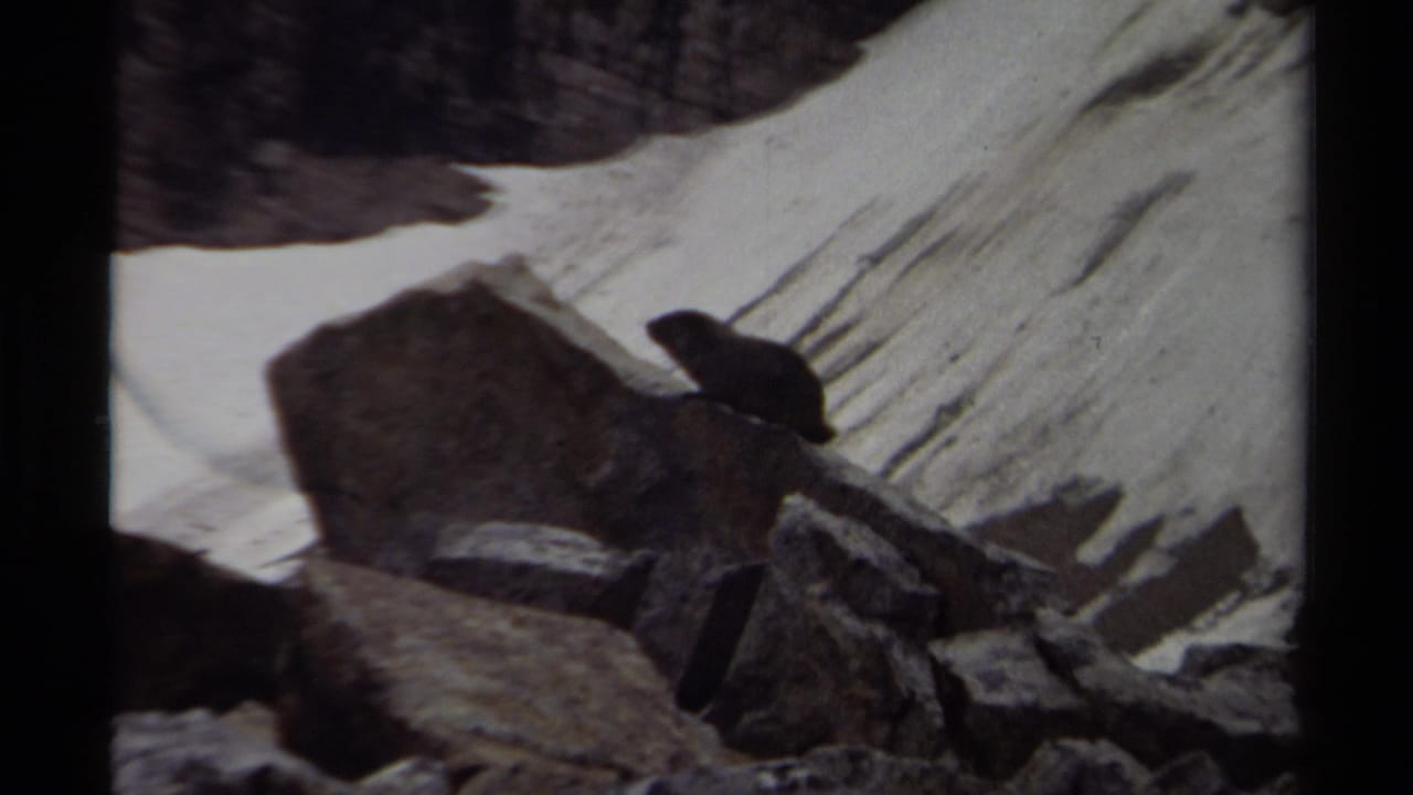 A marmot-like animal sits alert on boulders in a snowy British Columbia mountain setting, from 1979 8mm footage.