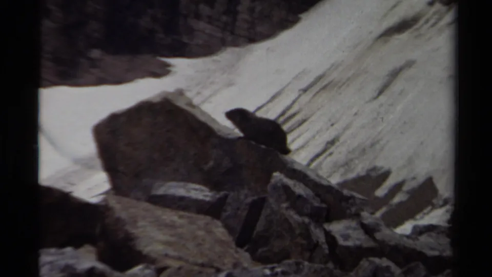 A marmot-like animal sits alert on boulders in a snowy British Columbia mountain setting, from 1979 8mm footage.