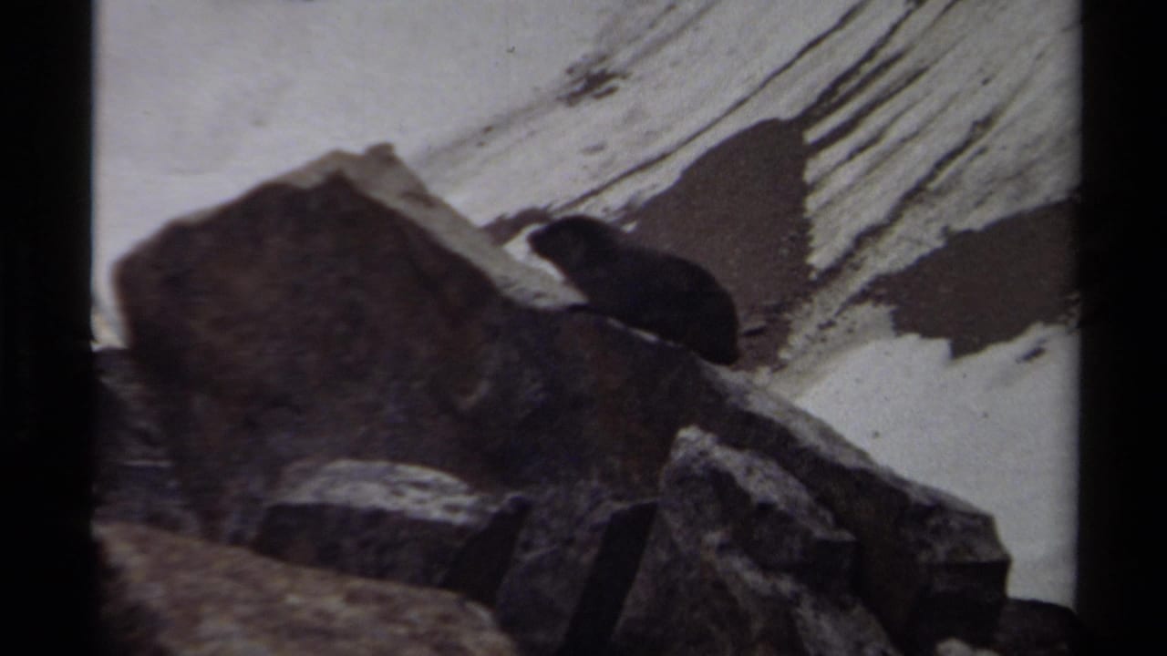 The small dark animal remains on the rocks against a pale snowy mountainside in the 1979 British Columbia home movie.