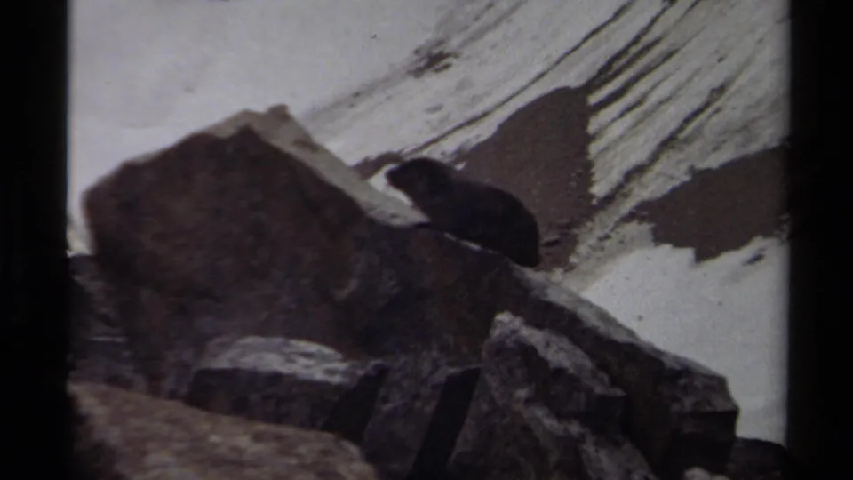 The small dark animal remains on the rocks against a pale snowy mountainside in the 1979 British Columbia home movie.