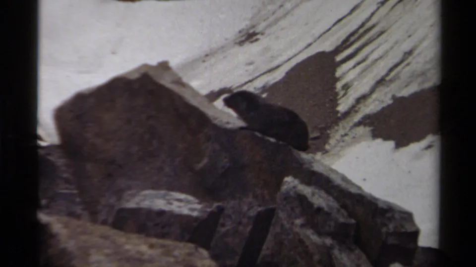 A marmot-like animal is seen in soft focus among alpine rocks, with snow patches behind it in British Columbia footage.