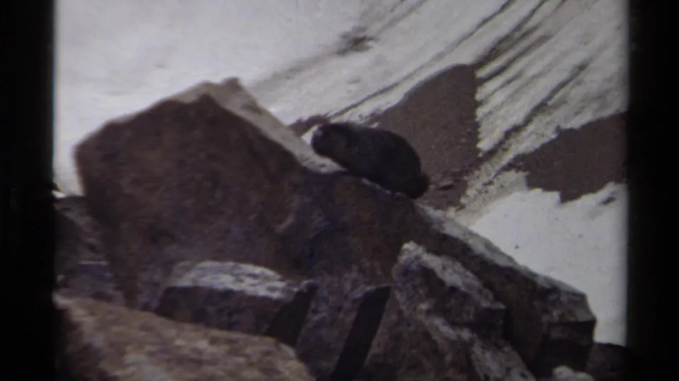 The animal holds its position on a boulder beneath a streaked snowfield in the supplied 1979 British Columbia 8mm clip.