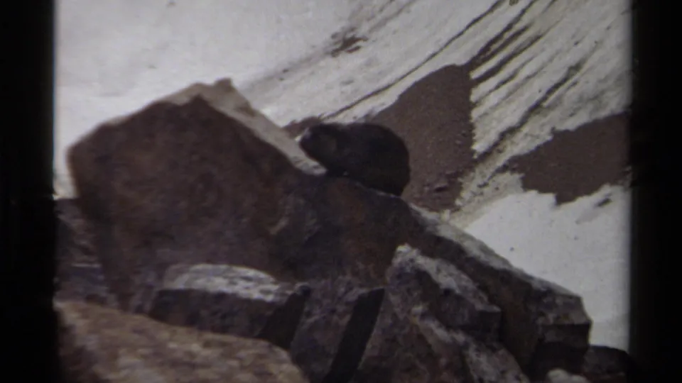 Small dark-furred animal, likely marmot or groundhog, resting among rocks in 1979 British Columbia mountain footage.