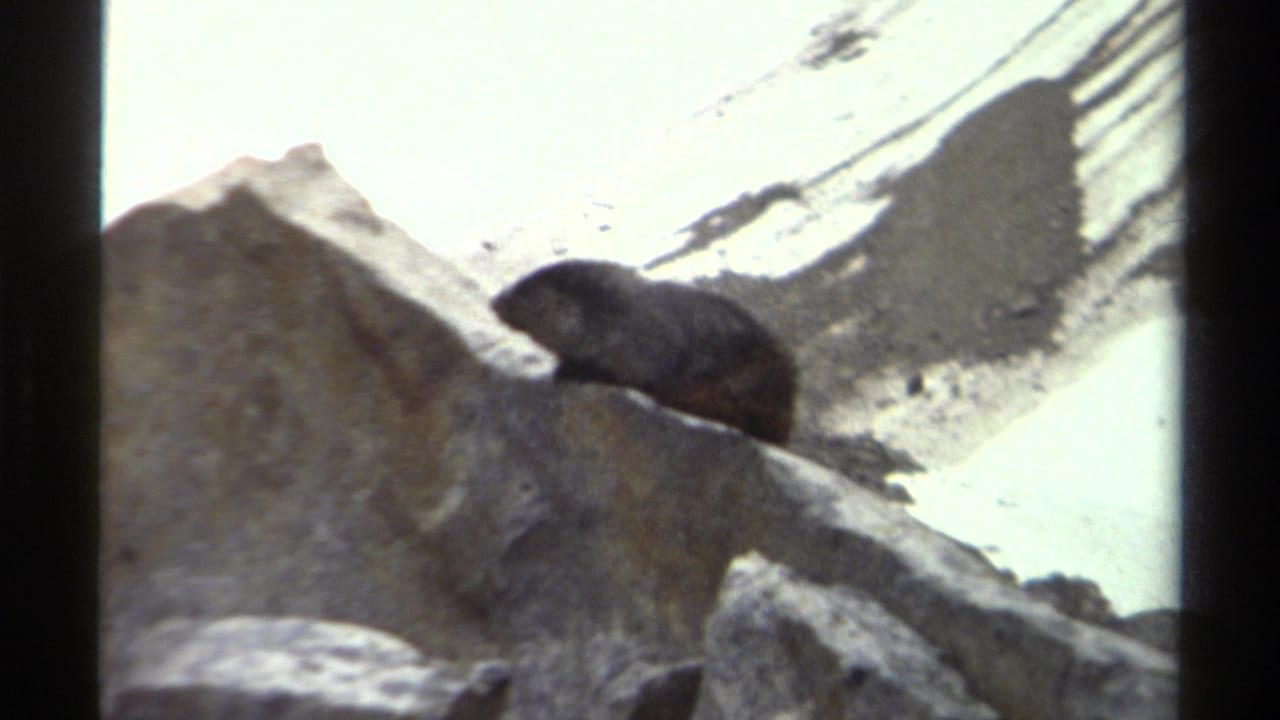Dark-furred mountain animal crouches on a rock ledge in archival 8mm footage from British Columbia, Canada.