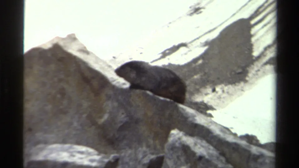 Dark-furred mountain animal crouches on a rock ledge in archival 8mm footage from British Columbia, Canada.