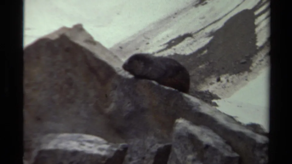 Likely marmot or groundhog rests among large boulders in a British Columbia mountain landscape shot on 8mm film.