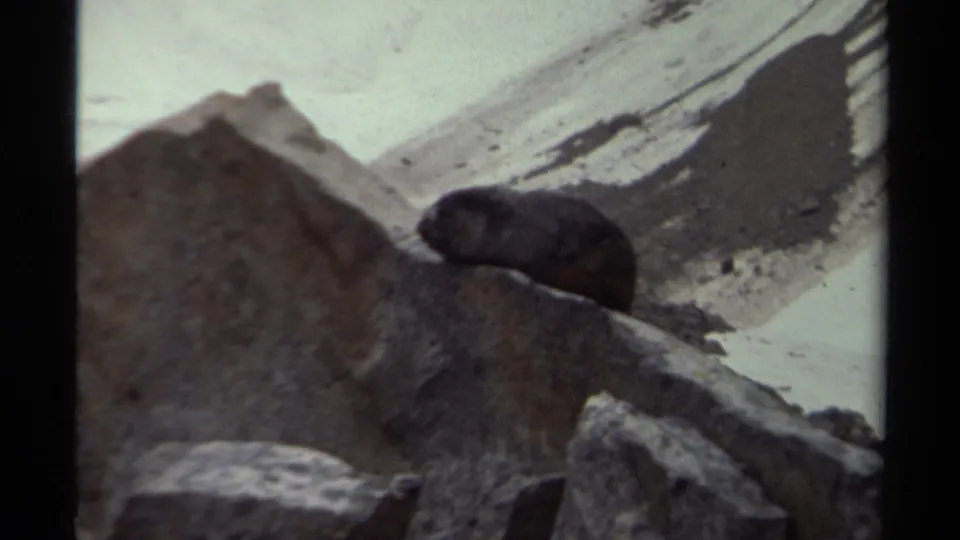 Small dark-furred animal stays nearly still on pale rocks in 1979 British Columbia alpine home-movie footage.