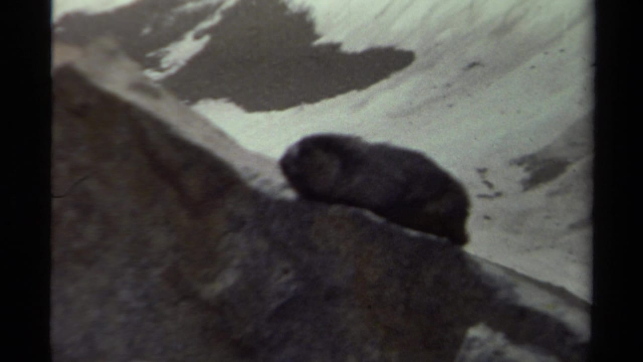 Small dark mammal on a rock with snow patches behind it.