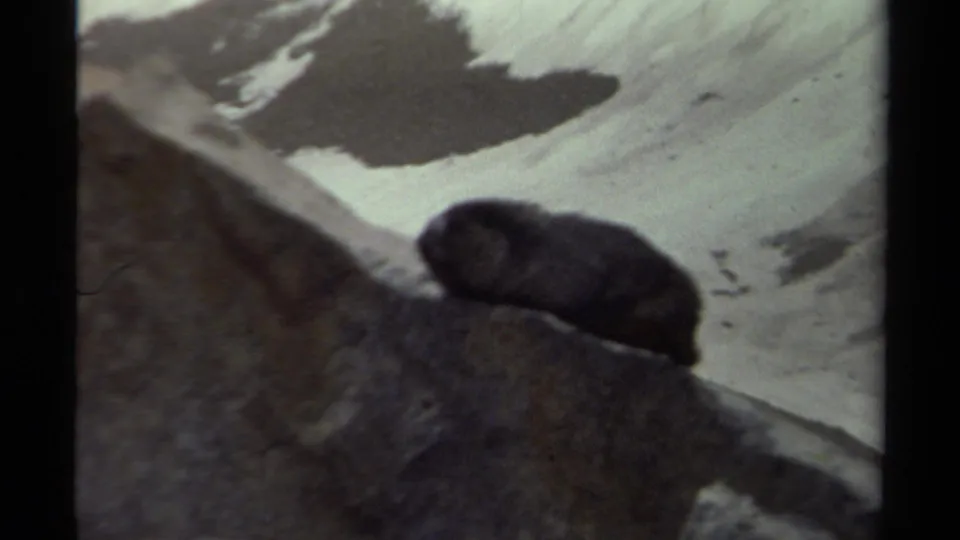 A small dark wild animal rests on a rocky British Columbia mountainside in 1979 8mm footage, with snow patches in the background.