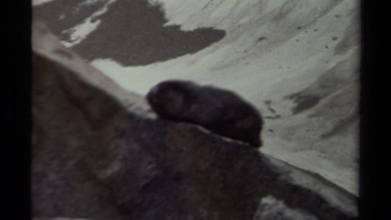 Small animal remains on a rock against a snowy mountain slope.