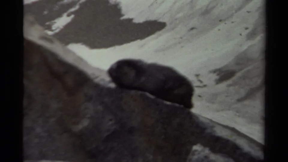 The animal stays perched on the rock in a soft, grainy 8mm view of a British Columbia alpine slope.