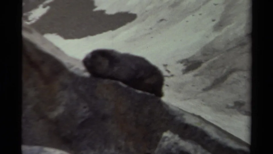 A small mammal, likely marmot-like, is seen on a boulder in 1979 British Columbia mountain home-movie footage.
