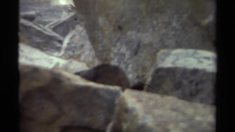 Near the end of the 1979 8mm clip, the small wild animal appears low among rocks on the British Columbia mountainside.