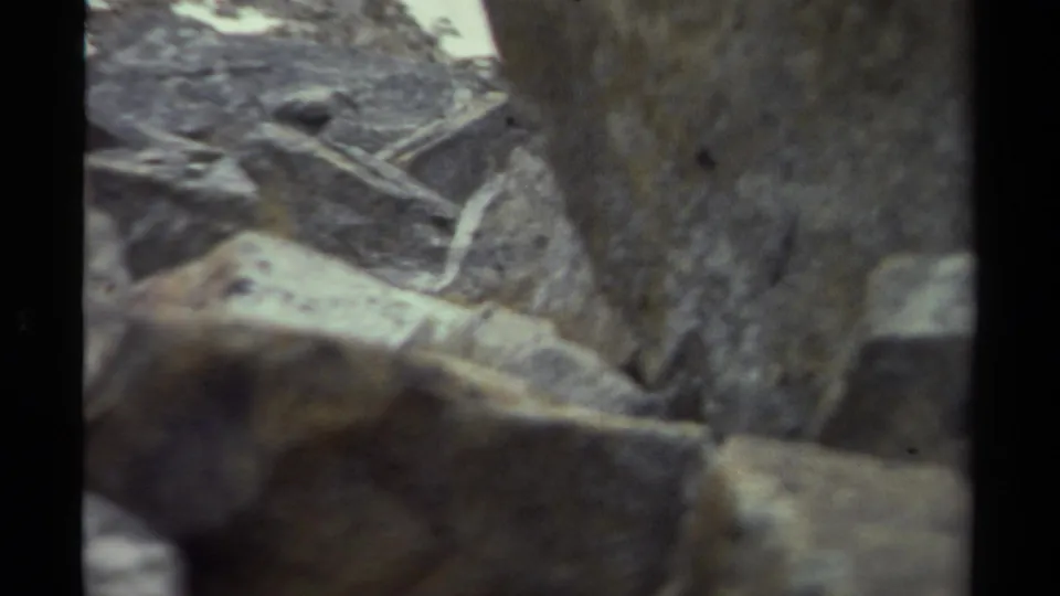 A small brown animal appears partly hidden in a rocky outdoor setting in 1979 British Columbia footage.