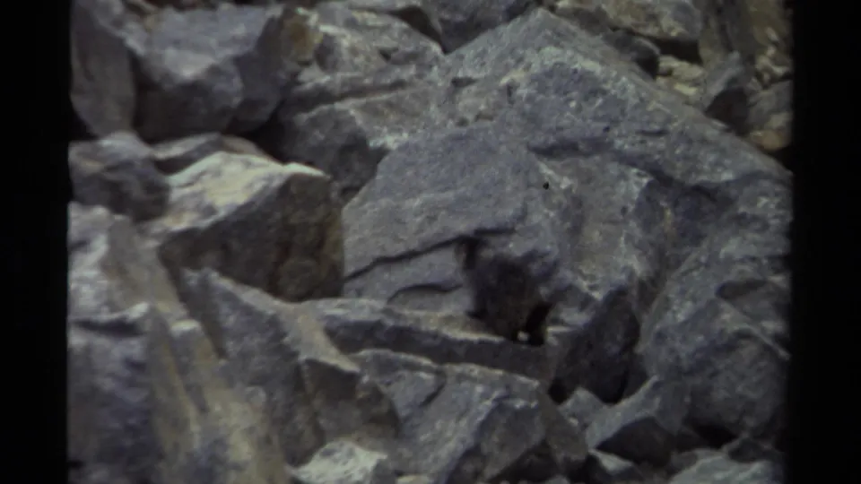 A small brown animal moves near a crevice in a pile of gray rocks, supported by the British Columbia 1979 metadata.