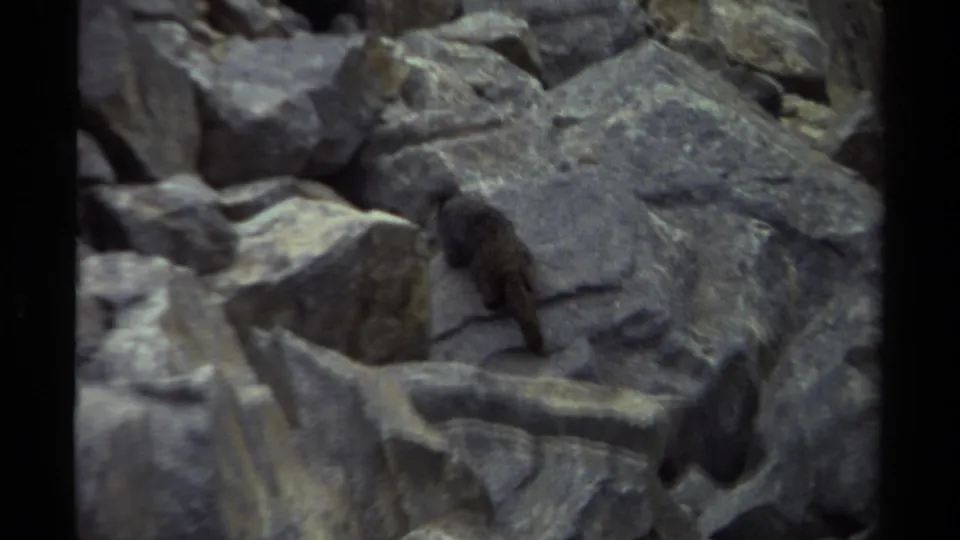 A small brown animal climbs across uneven gray rocks in vintage 8mm footage from British Columbia, Canada.