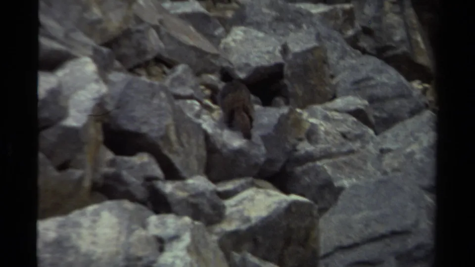 A small brown animal is partly visible among angular gray rocks near the end of the 8mm clip.