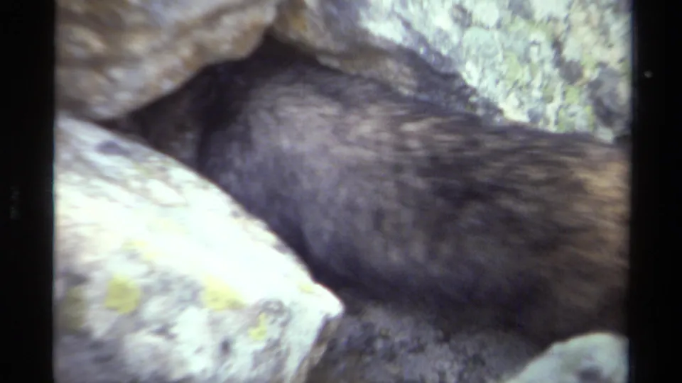 Close 8mm frame from the British Columbia clip showing a small wild animal near pale rock, with identification uncertain.