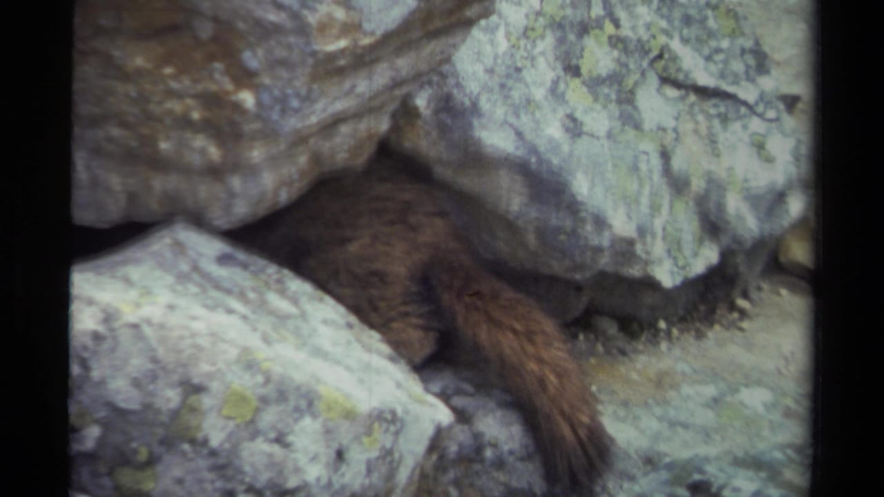 Marmot partly hidden beneath large rocks in a shadowed crevice.