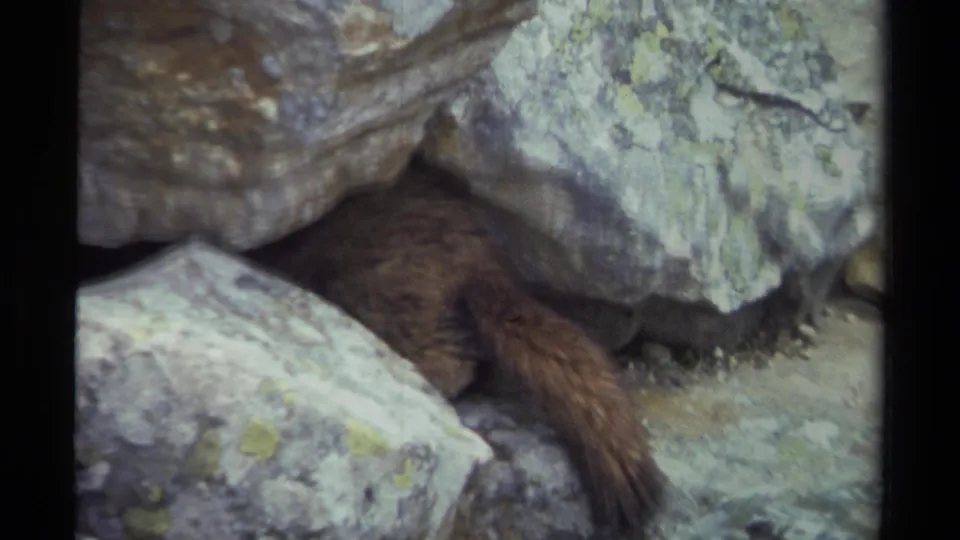 1979 British Columbia 8mm frame showing a marmot partly emerging from a rocky crevice among pale boulders.