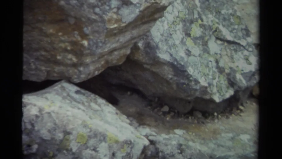 1979 British Columbia 8mm frame of a rocky animal crevice, with the marmot largely concealed beneath the boulders.