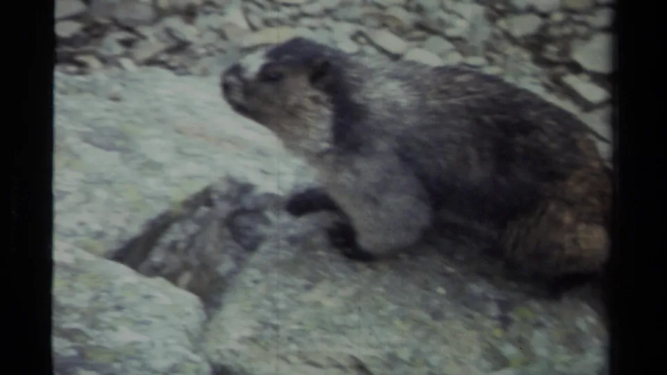 1979 British Columbia 8mm frame showing a marmot perched on pale rocks, facing left in rugged mountain terrain.