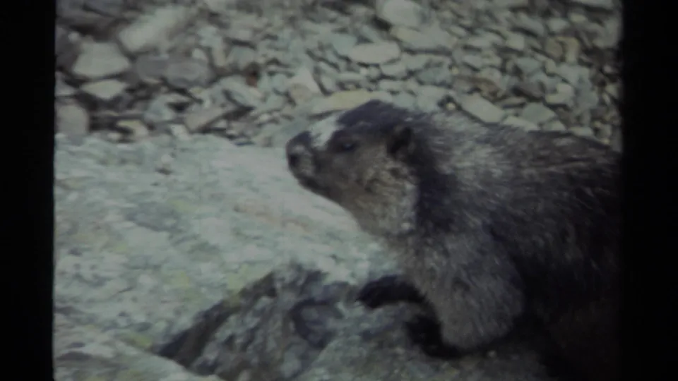 1979 British Columbia 8mm frame showing a close view of a marmot on boulders, facing left against loose stones.