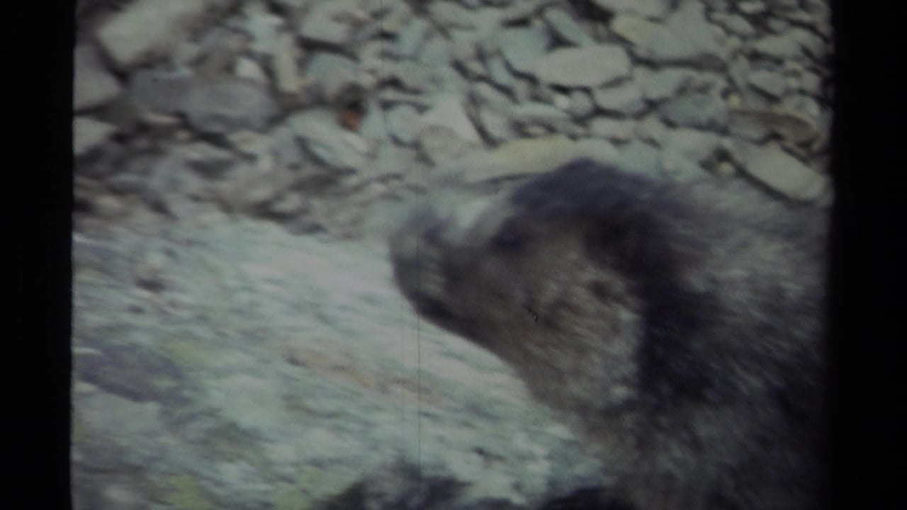 Close-up of a marmot beside loose rocks on a mountain slope.