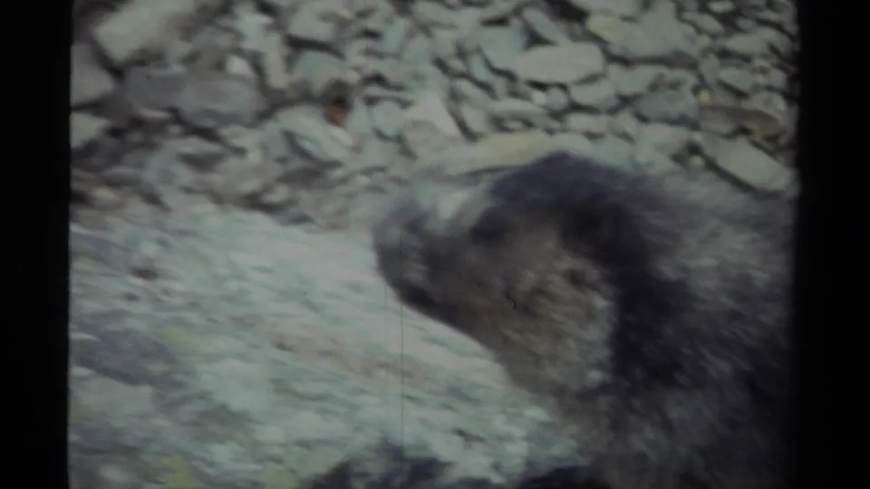 1979 British Columbia 8mm frame showing a close-up marmot profile against loose rocks and pale mountain terrain.