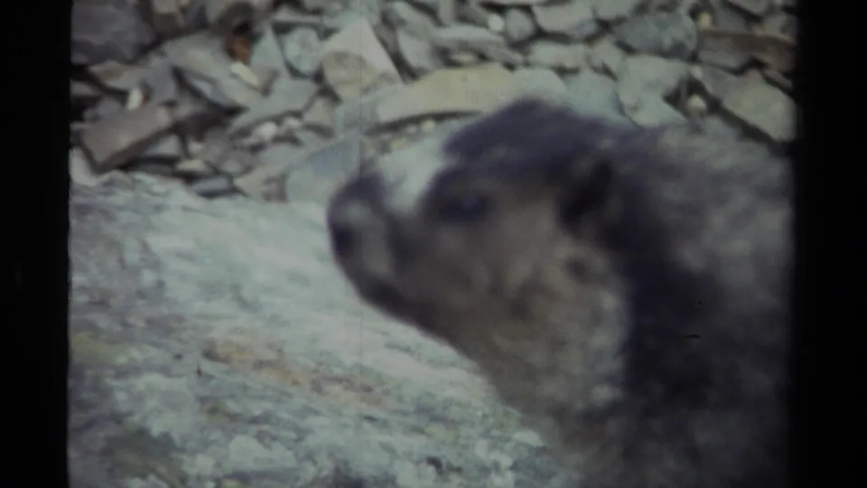 1979 British Columbia 8mm frame with a soft-focus marmot close-up and loose stones in the background.