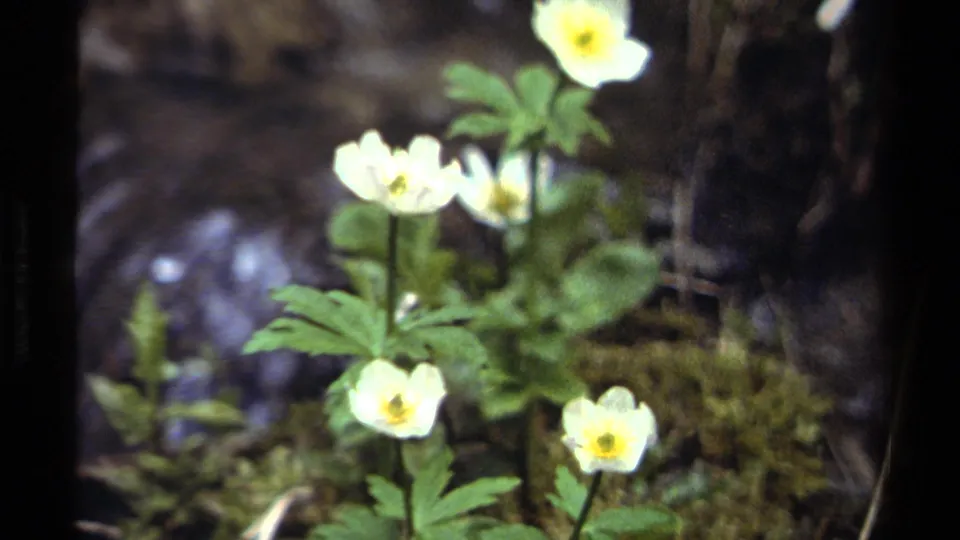 Close 1979 British Columbia 8mm view of white forest flowers with yellow centers among green leaves and moss.