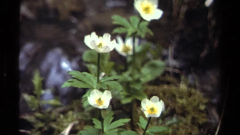 Vintage 8mm close-up of white flowers and green leaves in a shaded British Columbia forest setting.