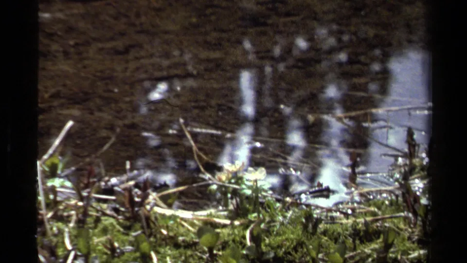 1979 8mm home-movie frame showing a shallow British Columbia forest stream with moss, twigs, and reflected light.