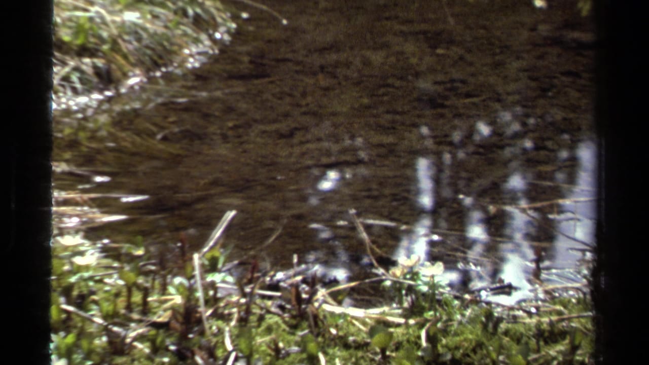 Swamp water bordered by moss, grasses, twigs, and small pale flowers.