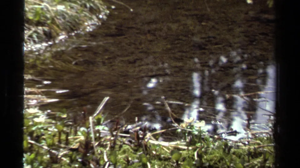 1979 British Columbia 8mm frame showing dark swamp water, mossy ground, grasses, twigs, and scattered pale flowers.