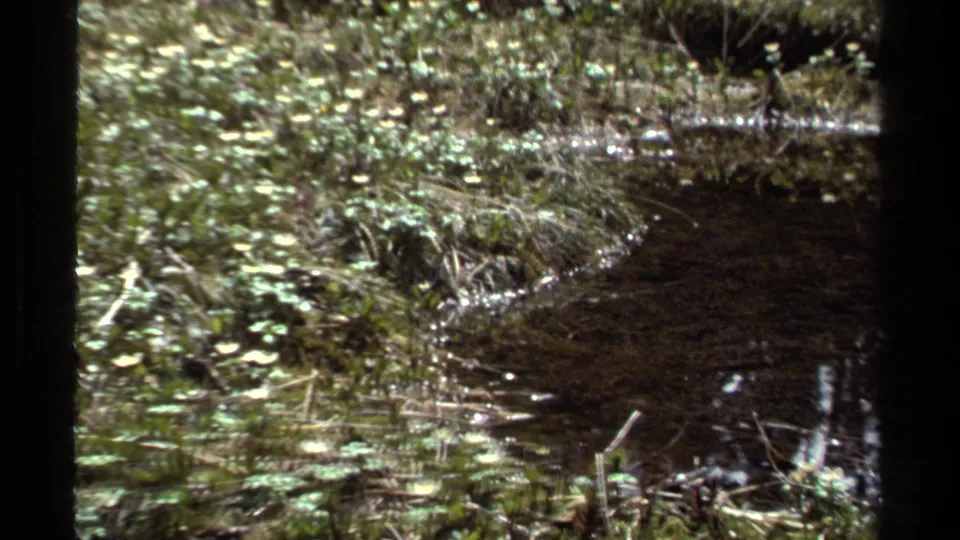 1979 British Columbia 8mm frame of a muddy wetland channel bordered by thick grasses, moss, and low forest vegetation.