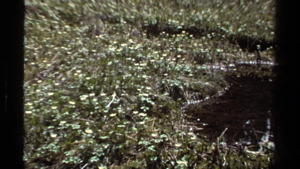 1979 British Columbia 8mm frame showing a dark pool at the edge of moss, grasses, twigs, and low green plants.