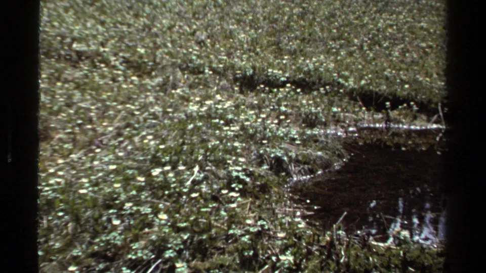 1979 British Columbia 8mm frame of swampy forest floor with grasses, moss, small plants, twigs, and dark reflective water.