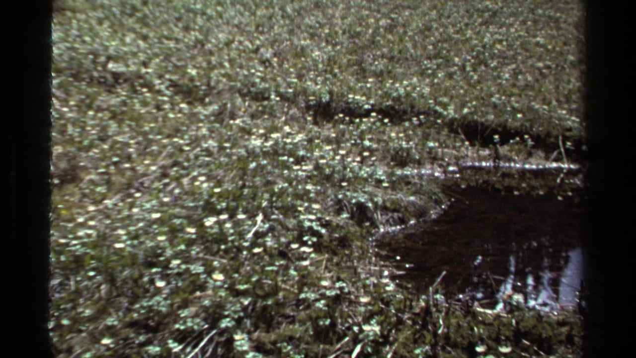 Grassy meadow with small pond and dark trail-like opening in the foreground.
