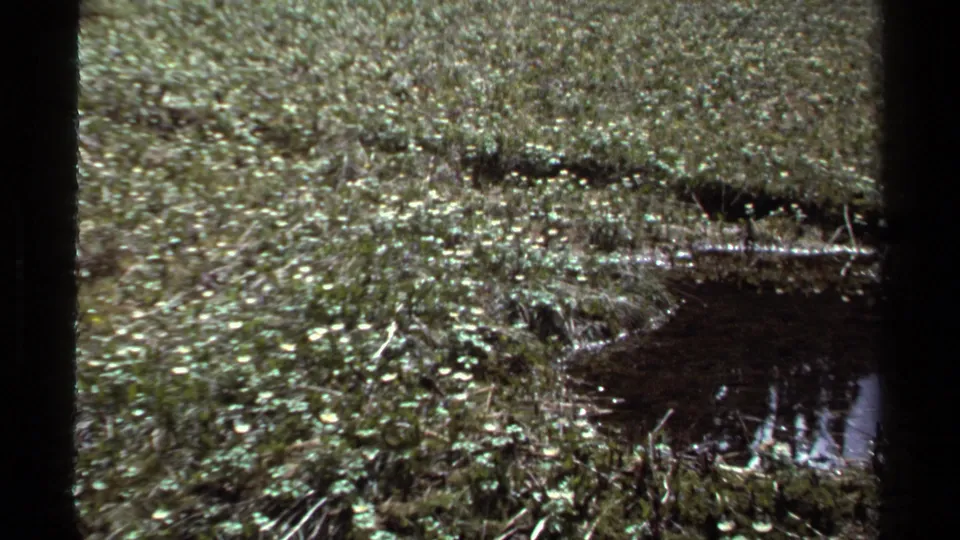 1979 British Columbia 8mm frame showing meadow grass, small white flowers, and a still pond reflecting light.