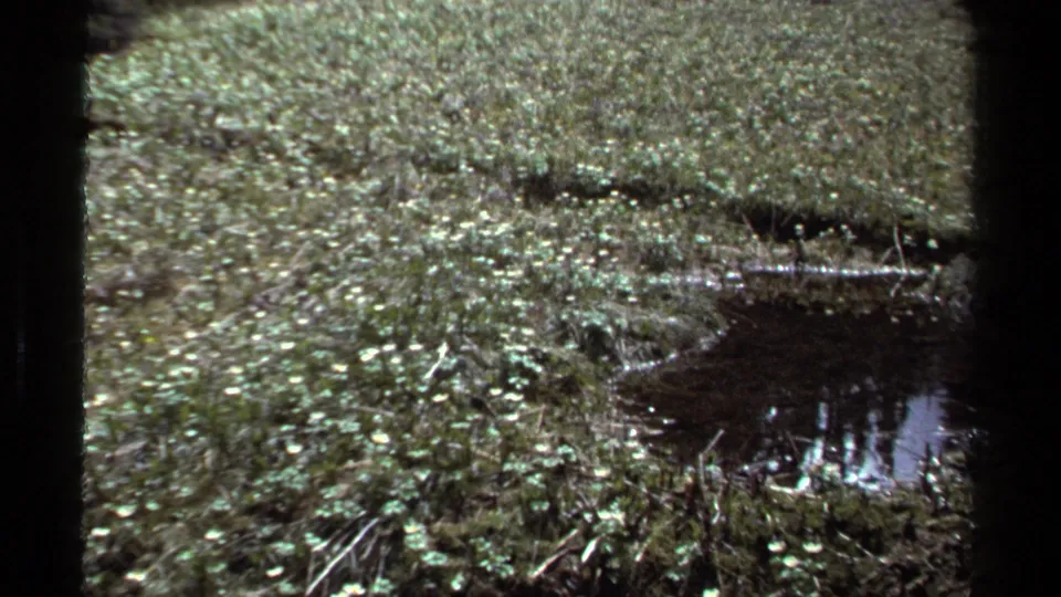 Home-movie frame of a British Columbia meadow with wet ground, low vegetation, and a small reflective pond.