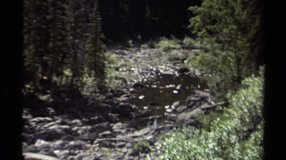 1979 home-movie frame of a dark wooded creek in British Columbia, with rocks, water, tree trunks, and bright green undergrowth.