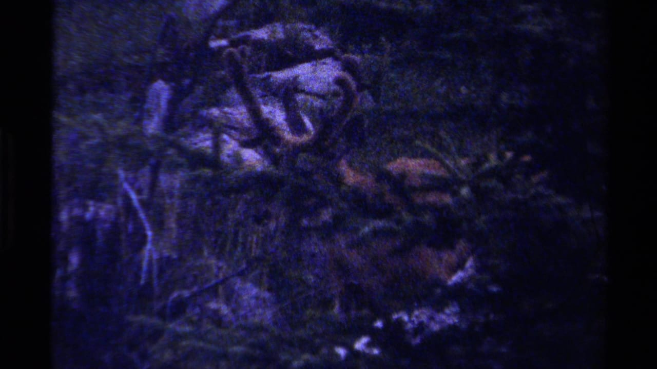 Dark forest floor with grass, rocks, and a deer partly visible in shadow.