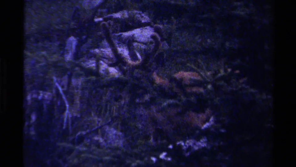 British Columbia 1979 8mm frame with a deer partly hidden among dark grass, rocks, and branches under a blue-purple color cast.