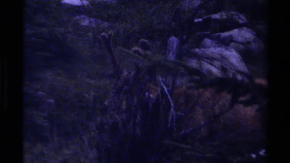 Grainy 8mm frame from British Columbia showing the deer low in the dark forest scene, partly blended into rocks and vegetation.