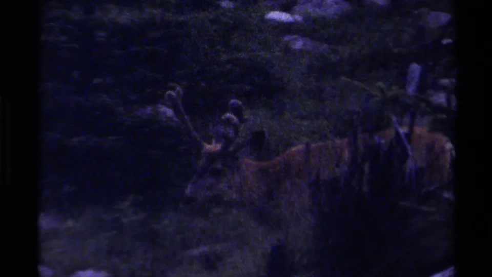 1979 British Columbia 8mm frame showing a male deer with antlers moving through dark grass, with rocks and forest shadow behind it.