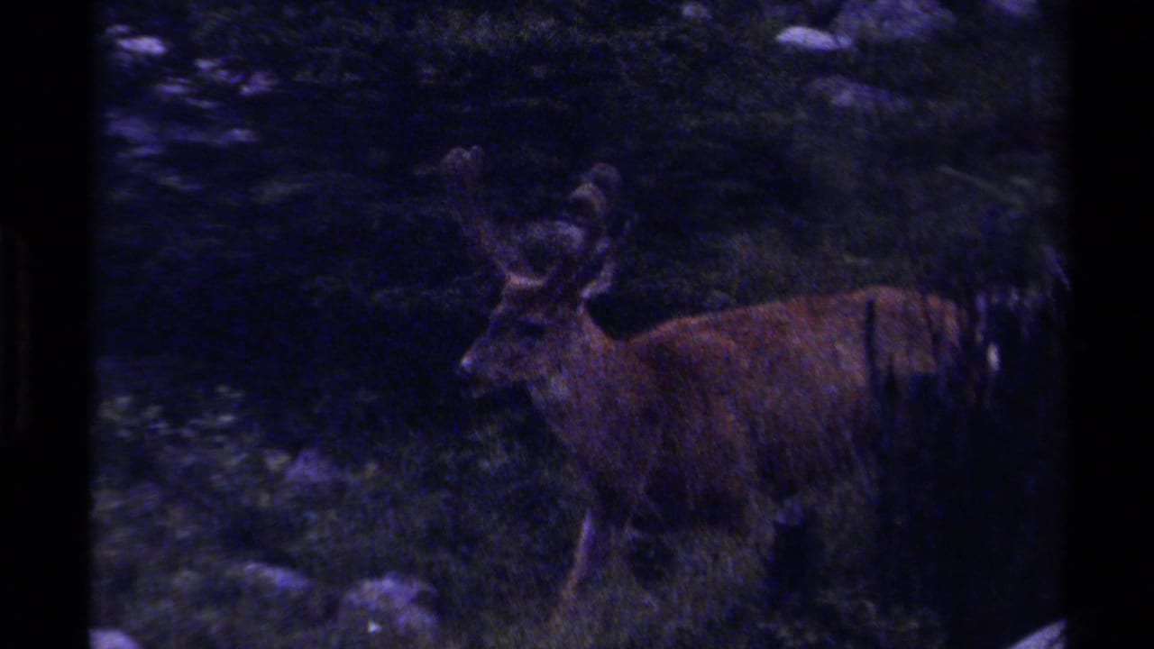 Antlered brown reindeer standing in a dark rocky forest clearing.