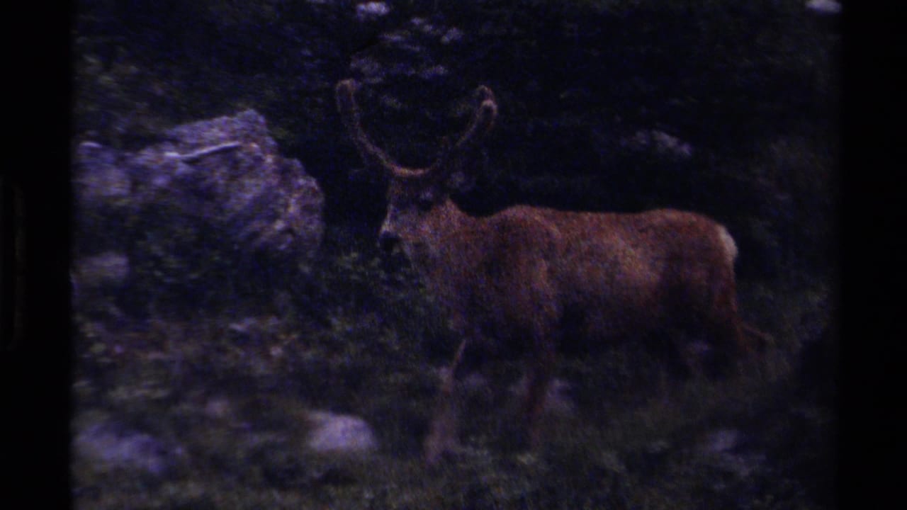 Antlered reindeer walking across dark undergrowth near pale rocks.