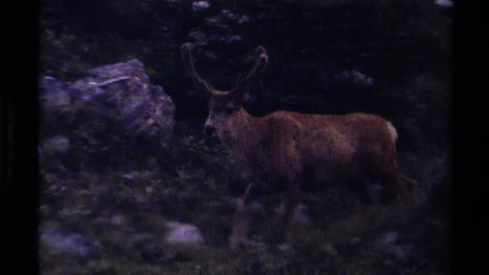 1979 British Columbia frame of a brown antlered reindeer moving through a dim, rocky forest floor.
